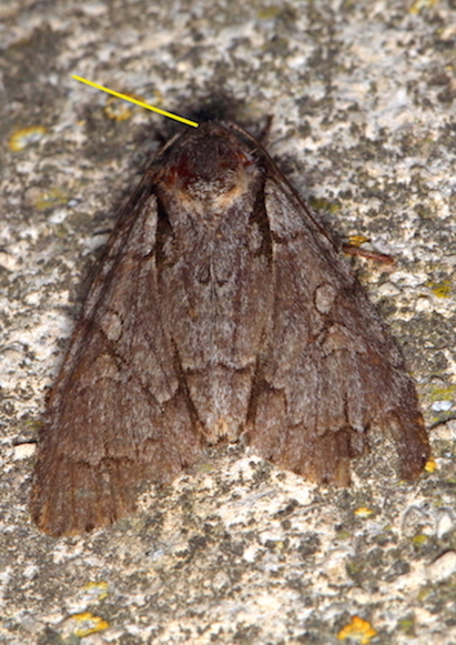 Acronicta sp.